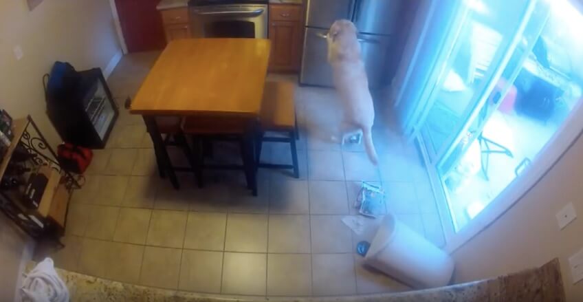 ラブラドールレトリーバー,動画