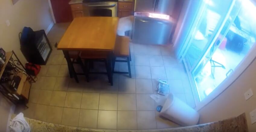 ラブラドールレトリーバー,動画