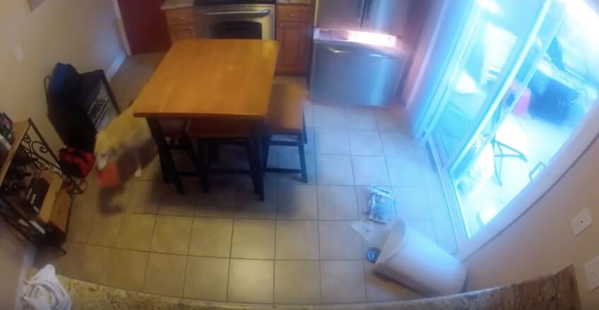 ラブラドールレトリーバー,動画