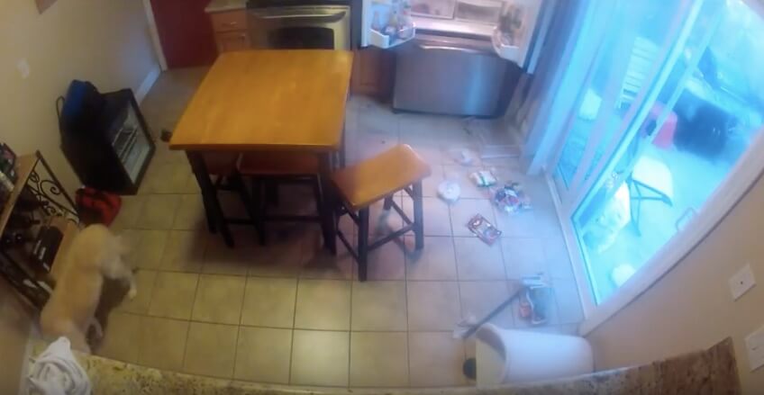 ラブラドールレトリーバー,動画