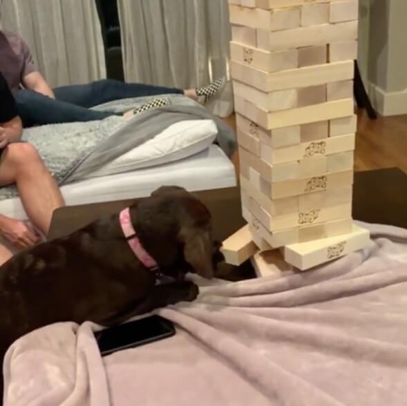 ラブラドールレトリーバー,動画