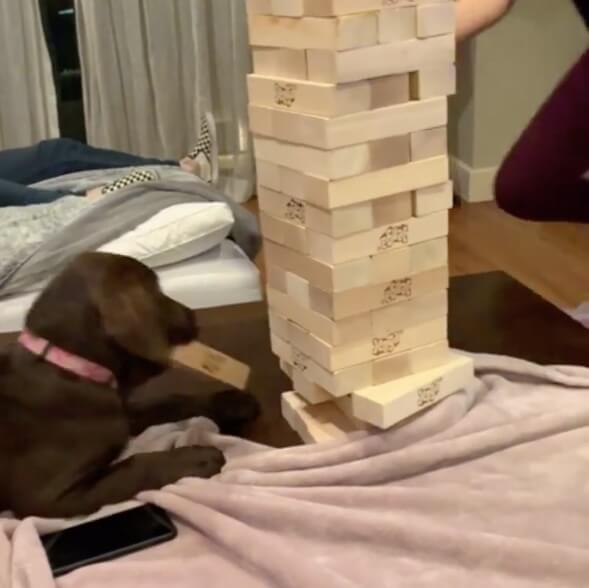 ラブラドールレトリーバー,動画