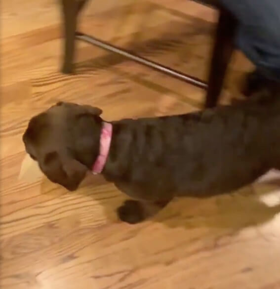 ラブラドールレトリーバー,動画