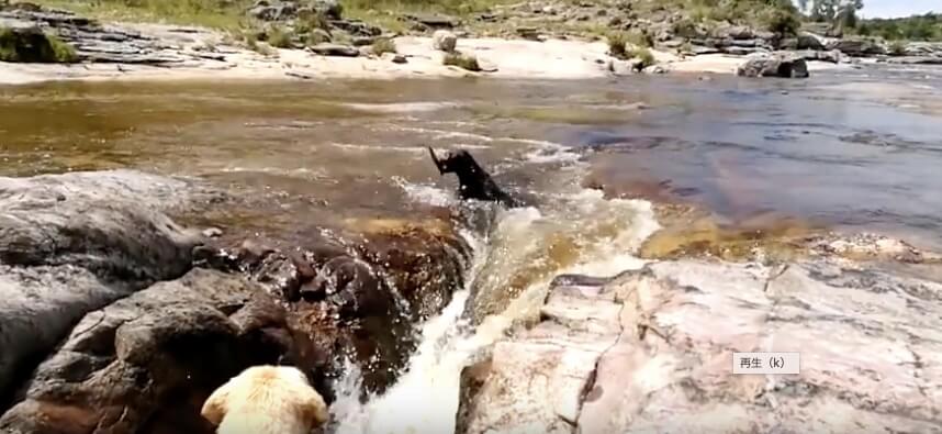 ラブラドールレトリーバー,動画