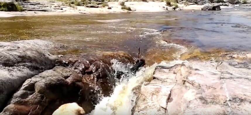 ラブラドールレトリーバー,動画