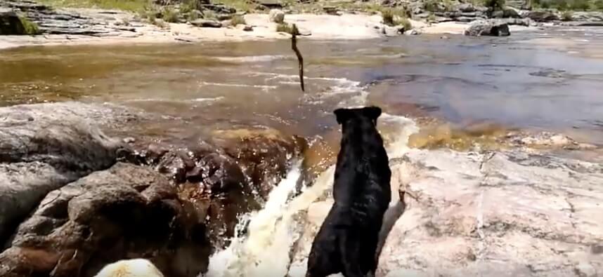 ラブラドールレトリーバー,動画