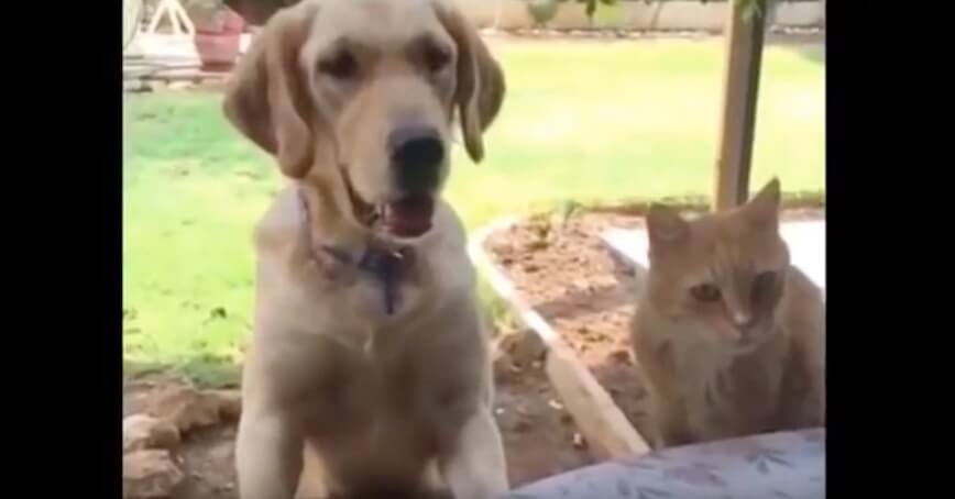 ラブラドールレトリーバー,動画