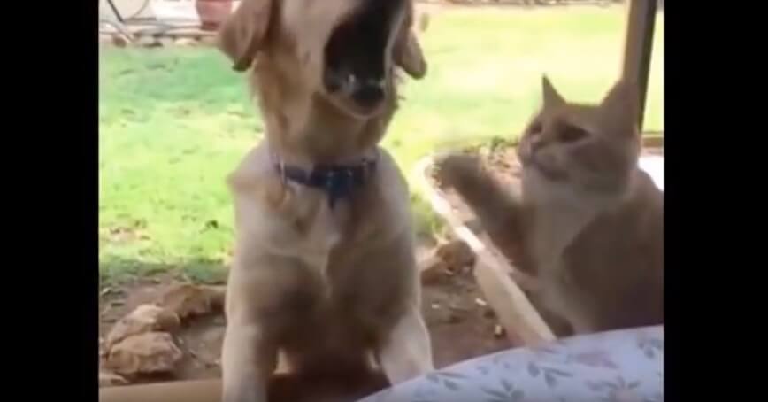 ラブラドールレトリーバー,動画