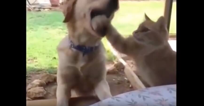 ラブラドールレトリーバー,動画