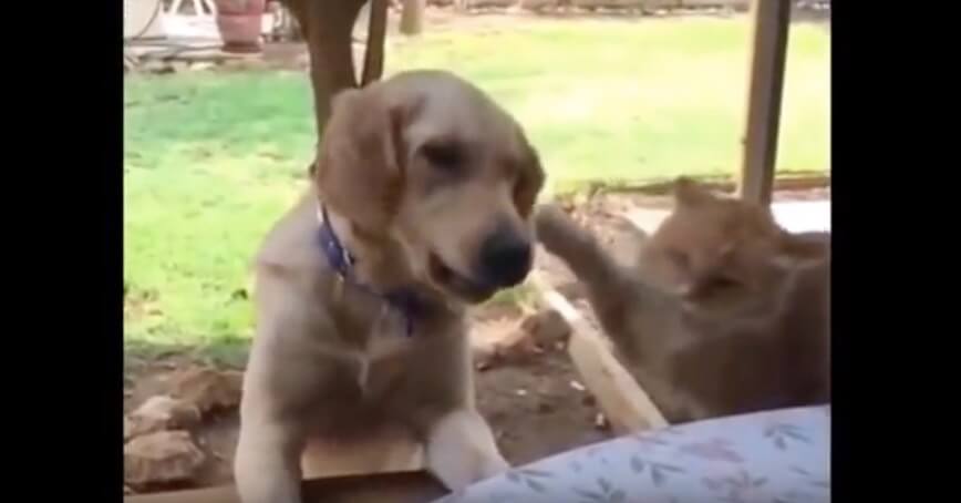 ラブラドールレトリーバー,動画