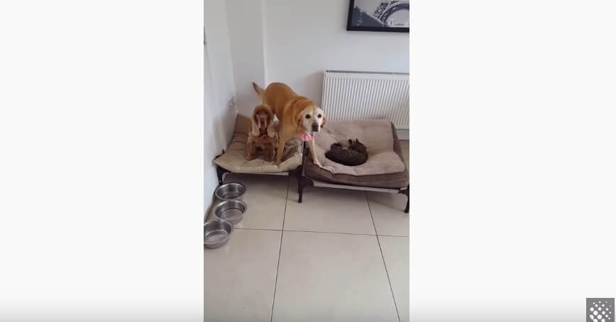 ラブラドールレトリーバー,動画