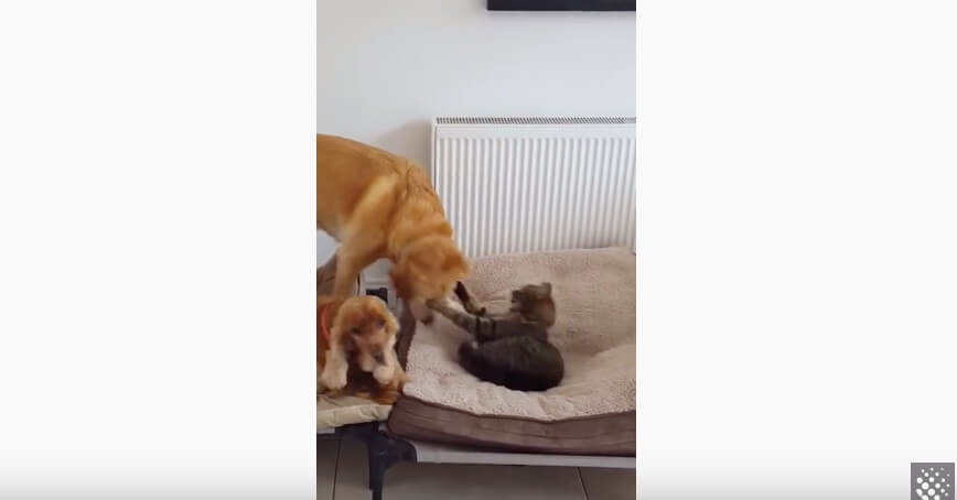 ラブラドールレトリーバー,動画