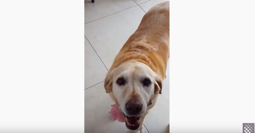 ラブラドールレトリーバー,動画