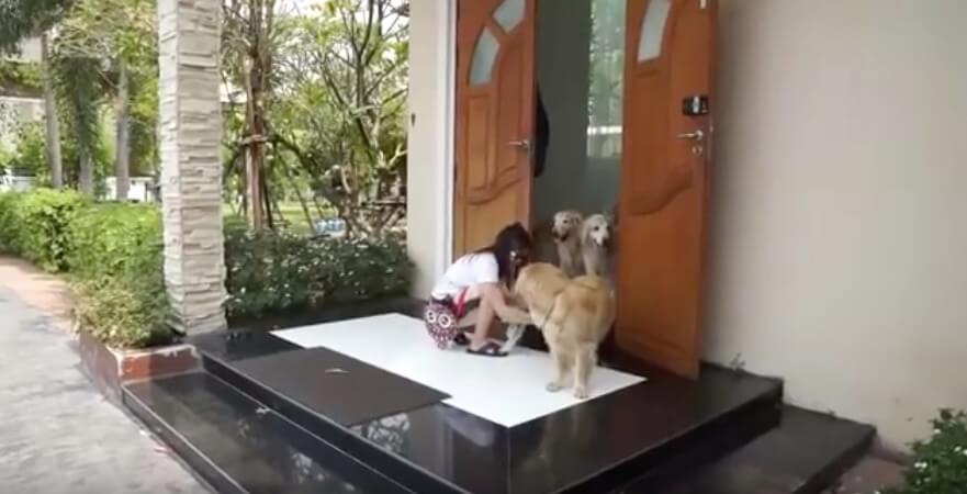 ゴールデンレトリーバー,動画