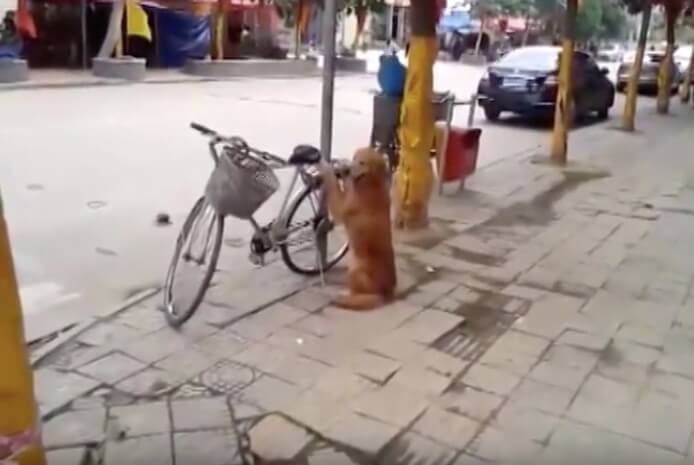 ゴールデンレトリーバー,動画