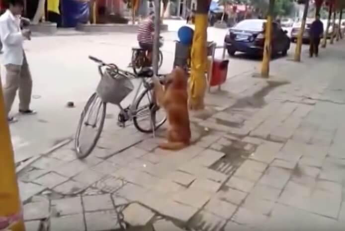 ゴールデンレトリーバー,動画