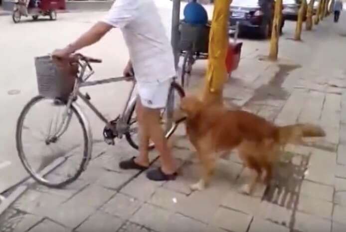 ゴールデンレトリーバー,動画