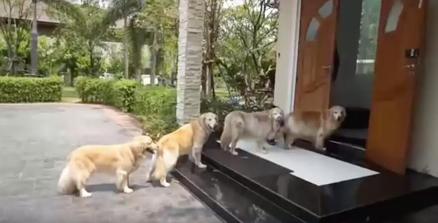 ゴールデンレトリーバー,動画