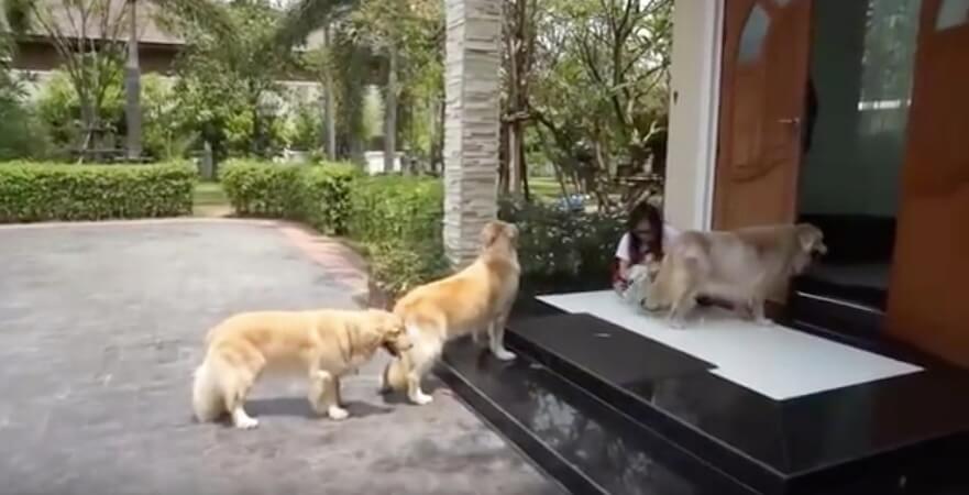 ゴールデンレトリーバー,動画