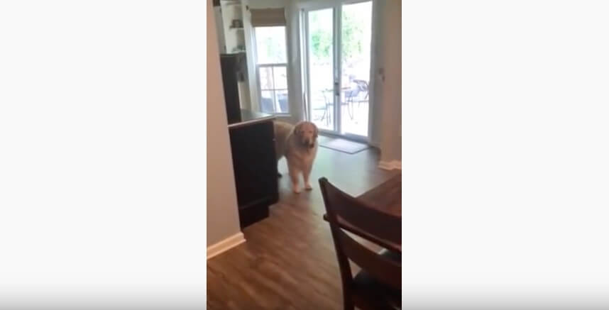 ゴールデンレトリーバー,動画