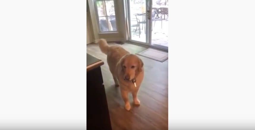 ゴールデンレトリーバー,動画