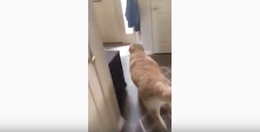 ゴールデンレトリーバー,動画