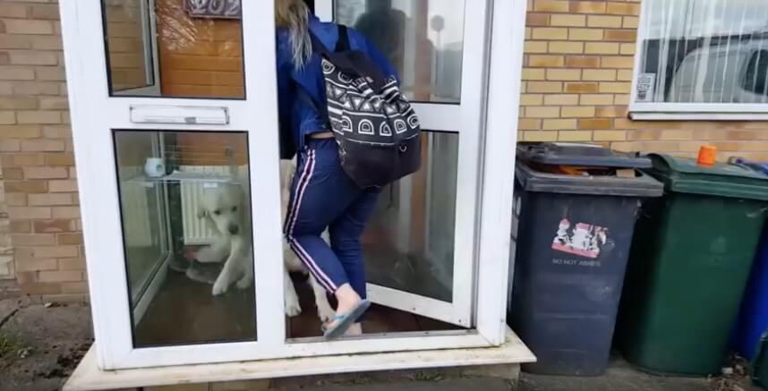 ゴールデンレトリーバー,動画