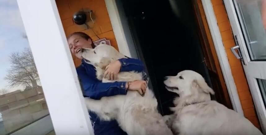 ゴールデンレトリーバー,動画