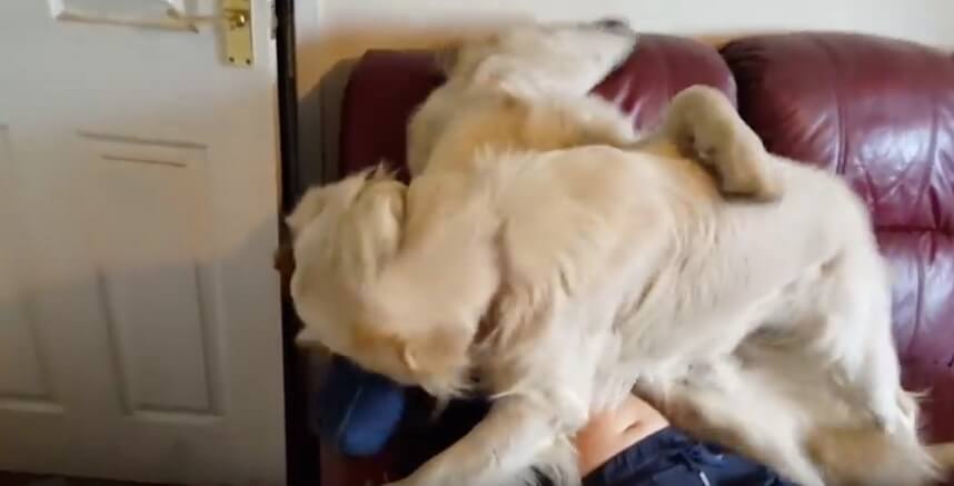 ゴールデンレトリーバー,動画