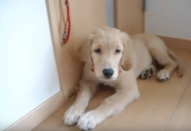 ゴールデンレトリーバー,動画