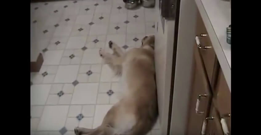 ゴールデンレトリーバー,動画