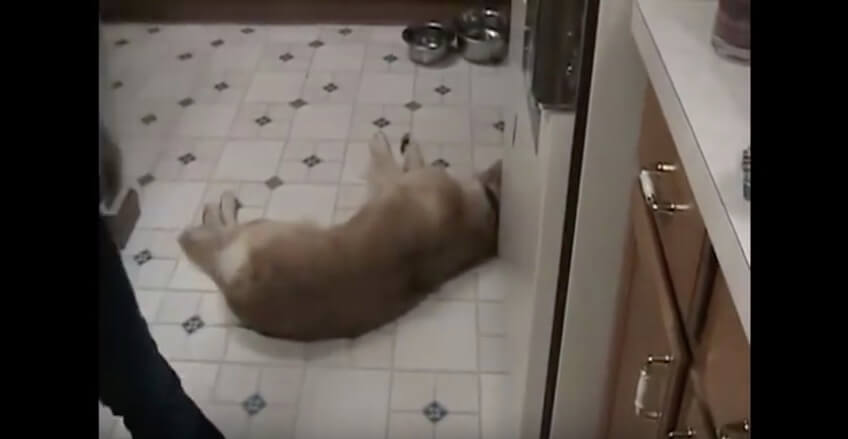 ゴールデンレトリーバー,動画