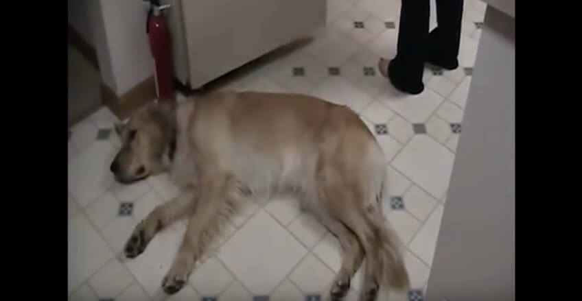 ゴールデンレトリーバー,動画