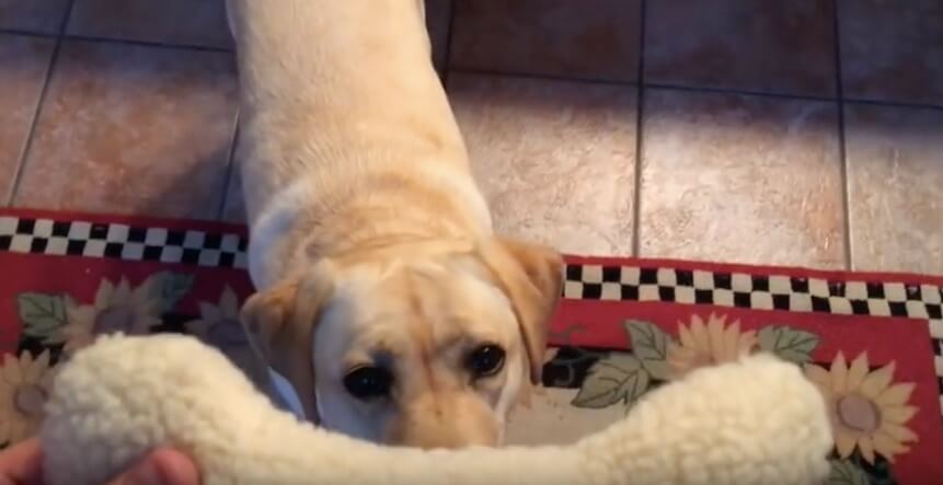 ラブラドールレトリーバー,動画