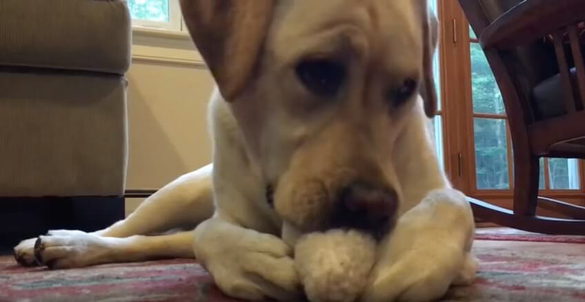 ラブラドールレトリーバー,動画