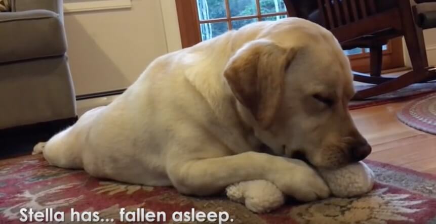 ラブラドールレトリーバー,動画