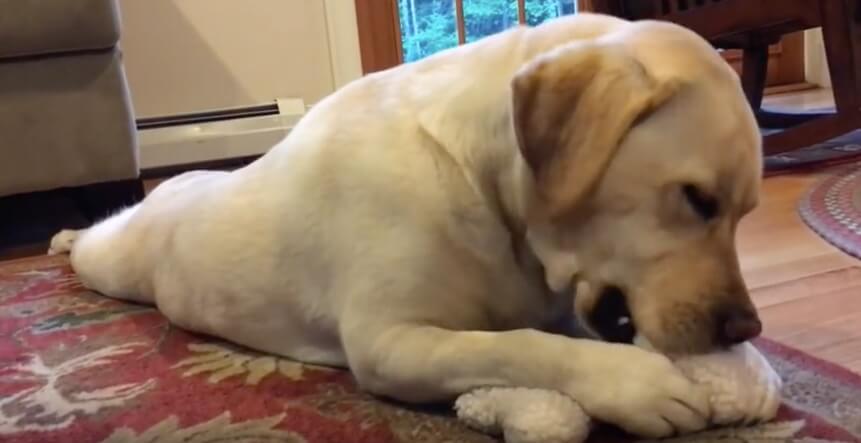 ラブラドールレトリーバー,動画