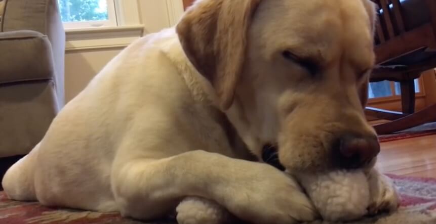 ラブラドールレトリーバー,動画