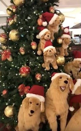 ゴールデンレトリーバー,動画