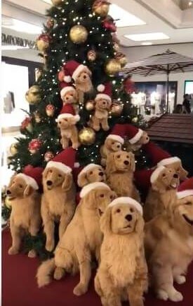 ゴールデンレトリーバー,動画