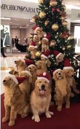 ゴールデンレトリーバー,動画