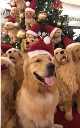 ゴールデンレトリーバー,動画