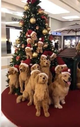 ゴールデンレトリーバー,動画