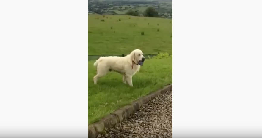 ゴールデンレトリーバー,動画