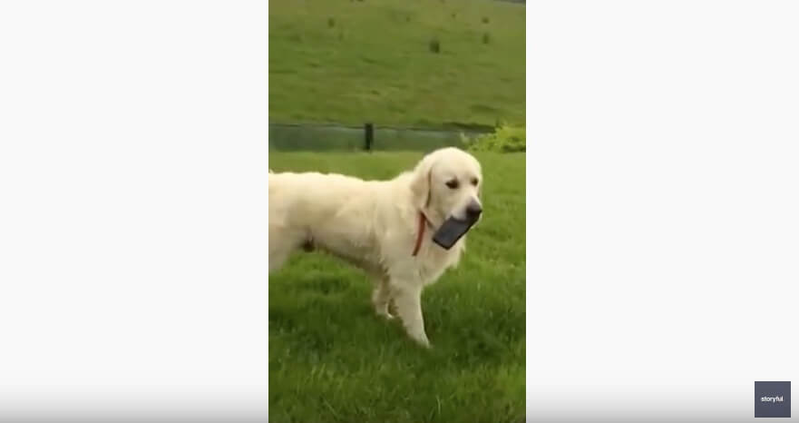 ゴールデンレトリーバー,動画