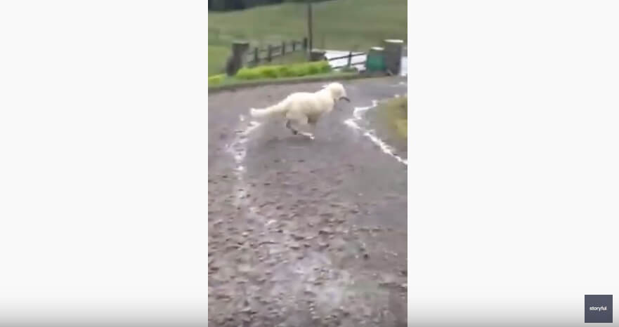 ゴールデンレトリーバー,動画