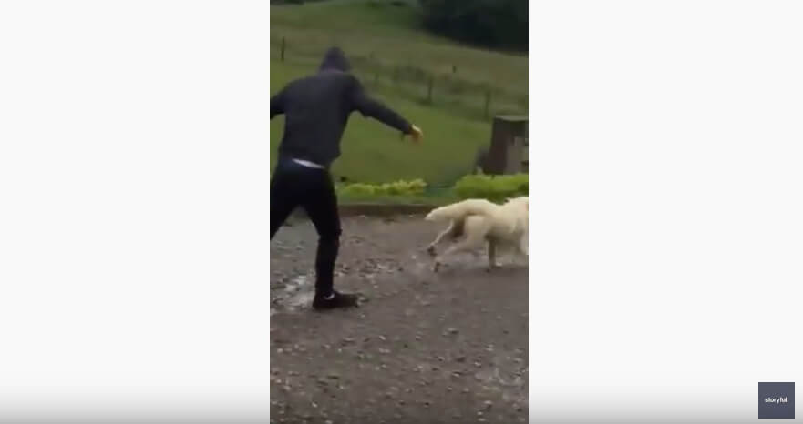 ゴールデンレトリーバー,動画