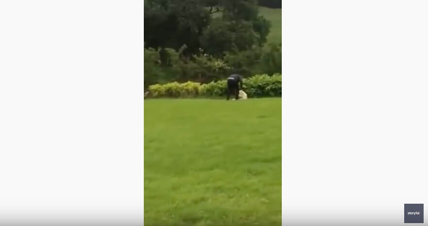 ゴールデンレトリーバー,動画