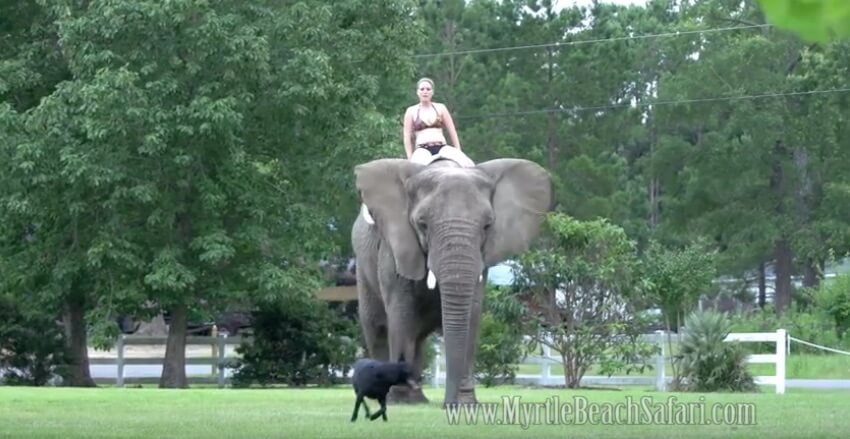 ラブラドールレトリーバー,動画