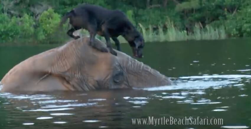 ラブラドールレトリーバー,動画